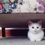 Lost Your Cat? Here's Exactly What to Do to Bring Your Missing Feline Home Safely