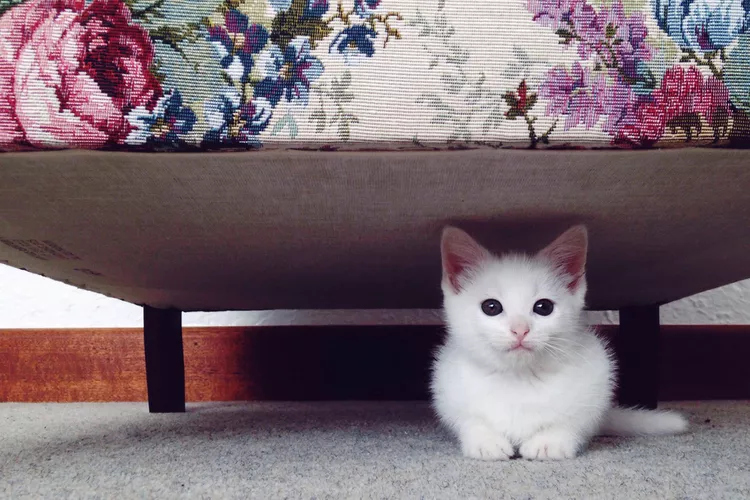 Lost Your Cat? Here's Exactly What to Do to Bring Your Missing Feline Home Safely
