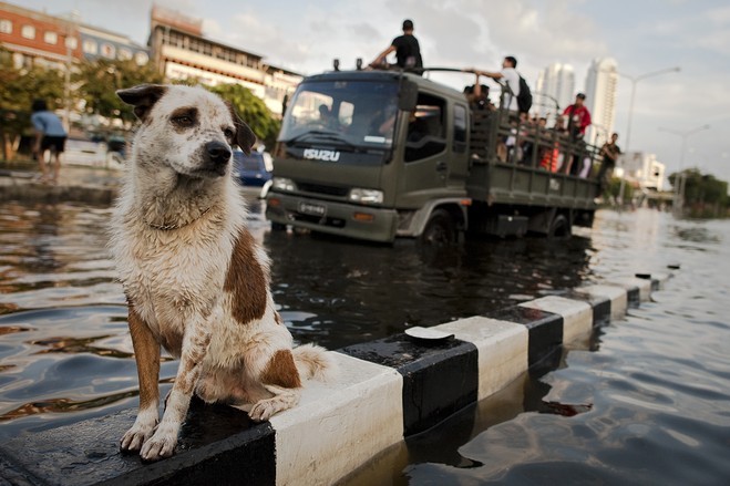 Scares Stray Dogs for Chennai Flood : A Heartbreaking Tale of Resilience