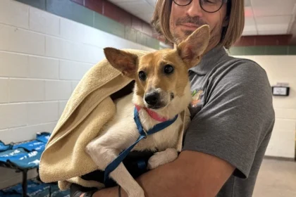 South Carolina Shelters Over Capacity After Massive Georgetown Animal Rescue, Public Urged to Adopt