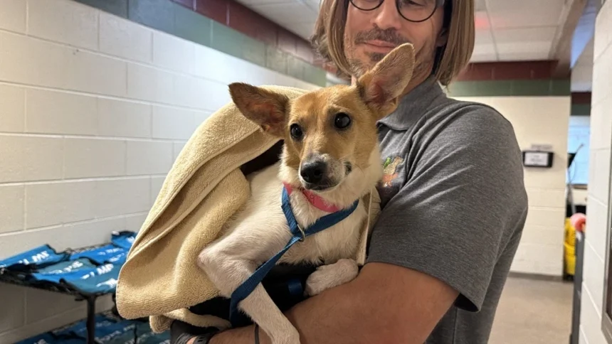 South Carolina Shelters Over Capacity After Massive Georgetown Animal Rescue, Public Urged to Adopt