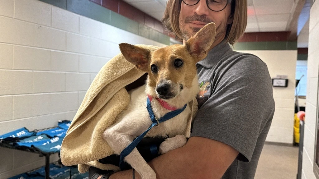 South Carolina Shelters Over Capacity After Massive Georgetown Animal Rescue, Public Urged to Adopt