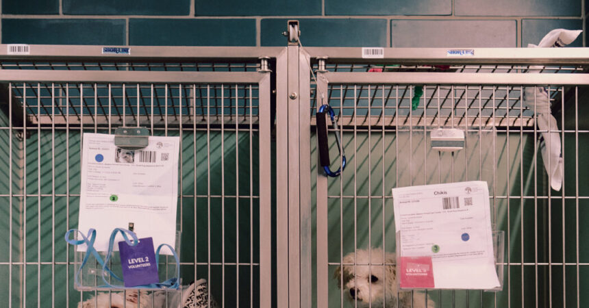 NYC Animal Shelters Reach Breaking Point as Housing Crisis Forces More Families to Give Up Their Pets