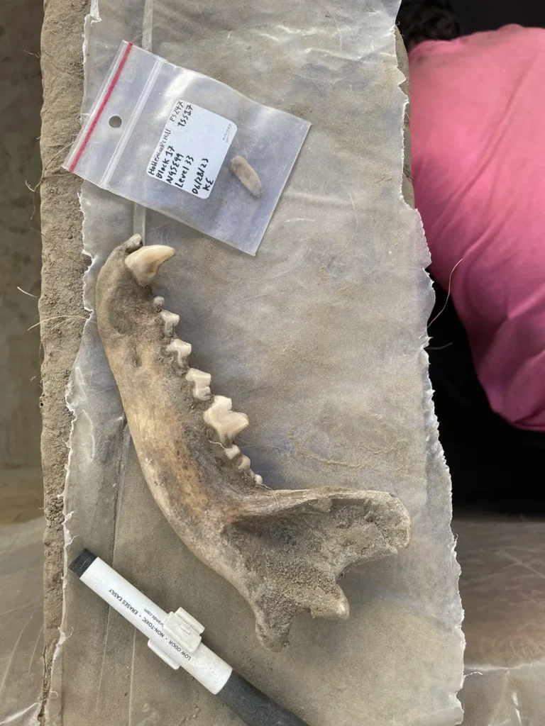 Humans May Have Bonded With Dogs 12,000 Years Ago Thanks to Salmon, New Study Suggests