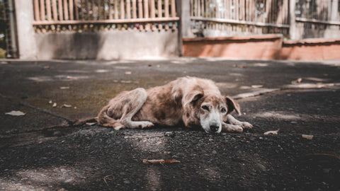 Caring for Stray Dogs in Summer