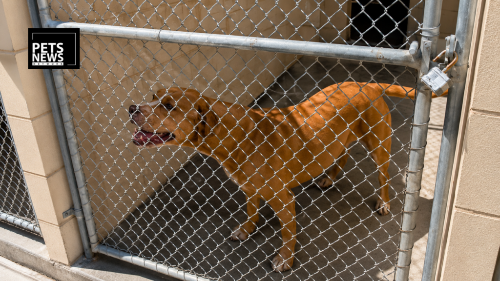 More Time, More Chances: Corpus Christi's "Empty the Shelters" Adoption Drive Extended Through August 16