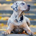 Calmest Dog Breeds Revealed: 10 Gentle Companions Perfect for Peaceful Homes