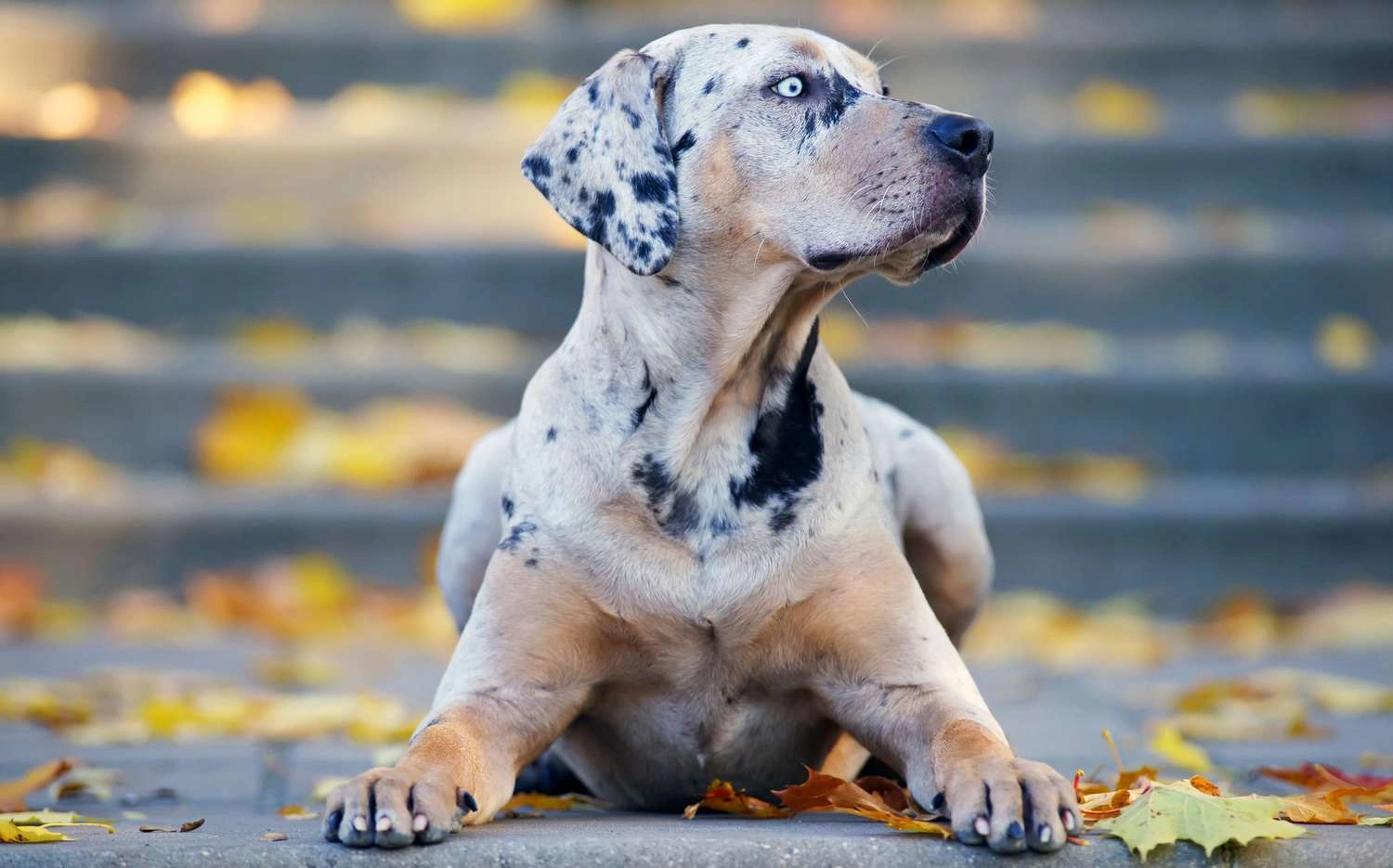 Calmest Dog Breeds Revealed: 10 Gentle Companions Perfect for Peaceful Homes
