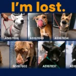 Over 100 Lost Pets Flood Arizona Shelters After Fourth of July Fireworks, Authorities Urge Families to Check for Missing Animals