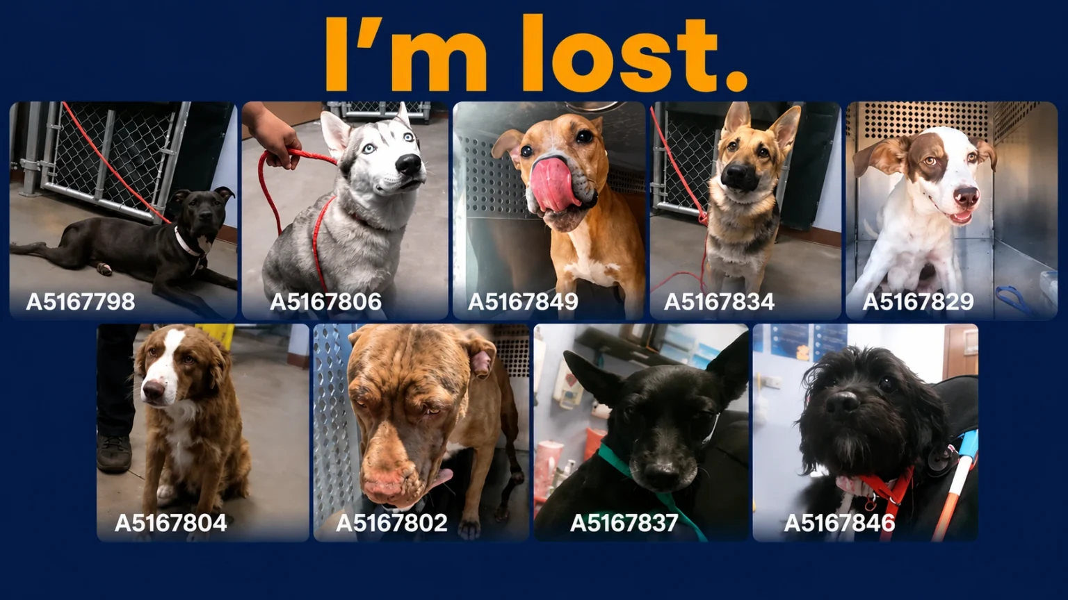 Over 100 Lost Pets Flood Arizona Shelters After Fourth of July Fireworks, Authorities Urge Families to Check for Missing Animals