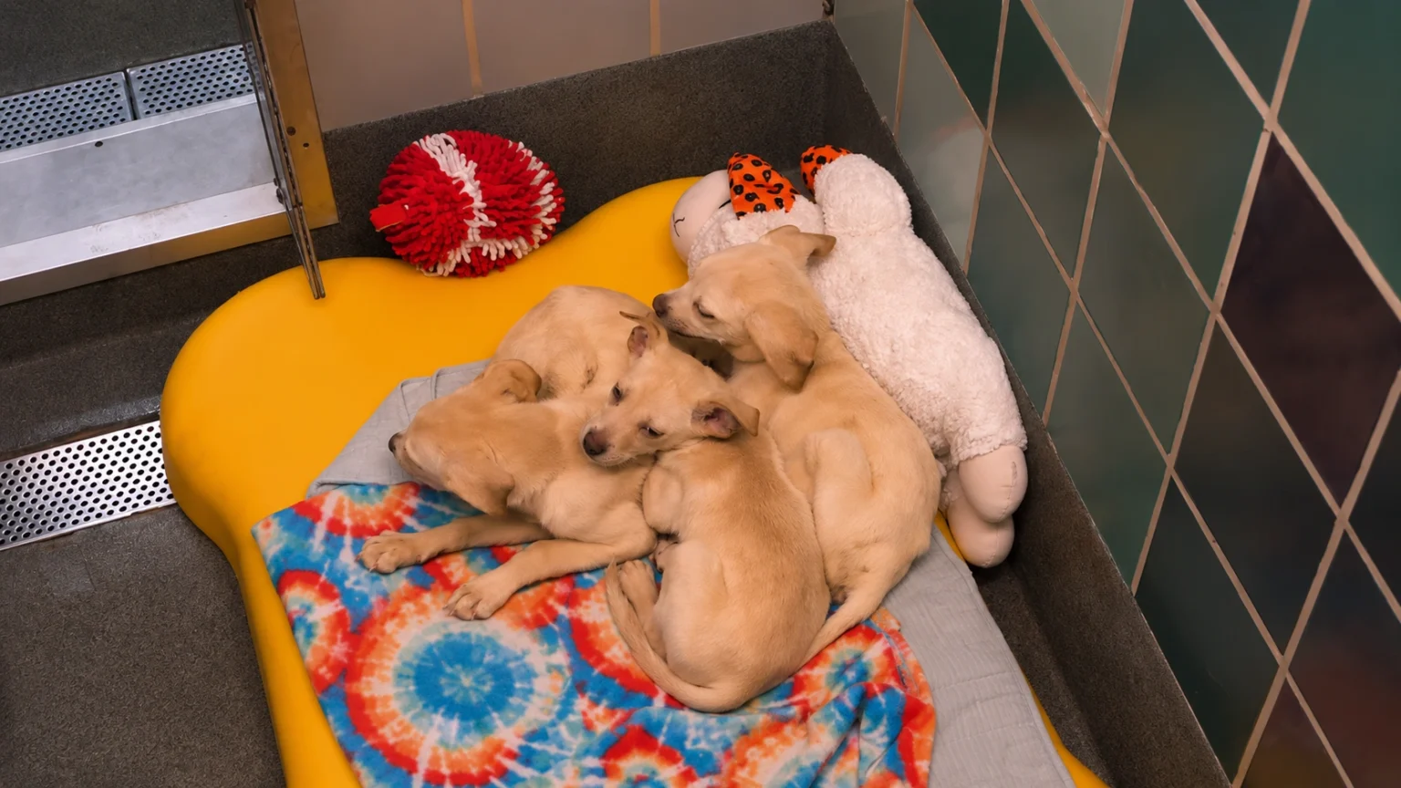 Houston's Animal Shelter Crisis: Thousands of Homeless Pets Await Families as Overcrowded Shelters Fight for Space
