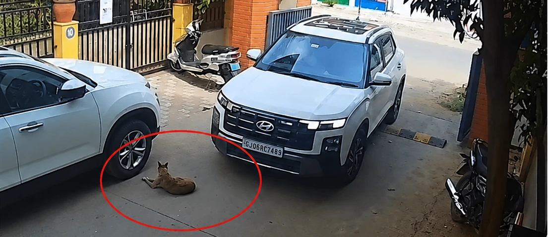FIR Filed After Community Dog Is Run Over in Vadodara