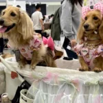 Japan's Pet Economy Surges as Pets Now Outnumber Children, Reshaping Consumer Spending