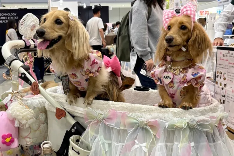 Japan's Pet Economy Surges as Pets Now Outnumber Children, Reshaping Consumer Spending