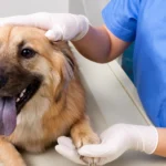 UK Proposes Major Vet Reforms: Pet Prescription Fees Could Be Capped at £21 Under New Rules