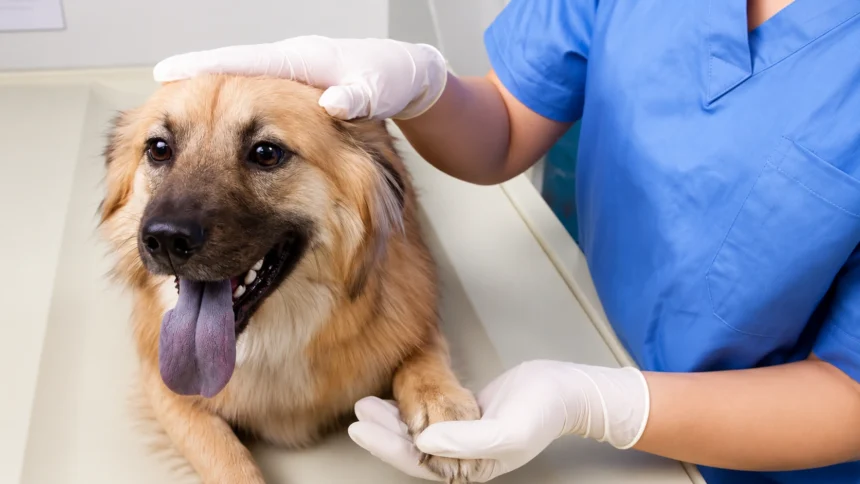 UK Proposes Major Vet Reforms: Pet Prescription Fees Could Be Capped at £21 Under New Rules
