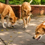 Maharashtra Just Changed the Rules on Stray Dogs — Schools, Hospitals and Airports Are Now Off-Limits. Here Is Everything That Changes.