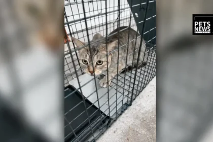Rescue groups believe pets are being snatched, dumped off the McKay Bridge over Lake Houston