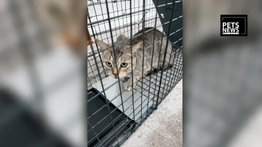 Rescue groups believe pets are being snatched, dumped off the McKay Bridge over Lake Houston