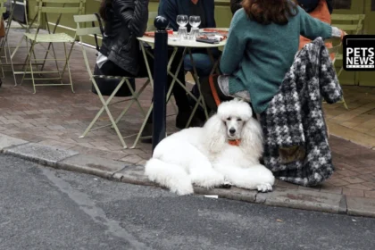 73 Million Pets and Still Growing- What France's Booming Pet Market Tells the World About Where the Pet Industry Is Heading