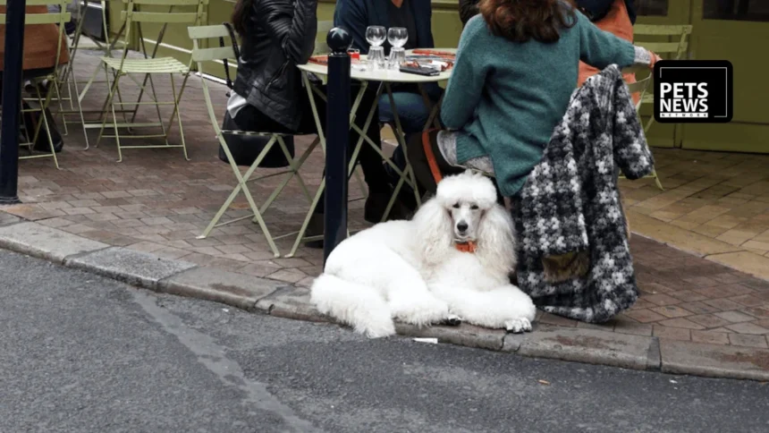 73 Million Pets and Still Growing- What France's Booming Pet Market Tells the World About Where the Pet Industry Is Heading