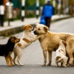 Karnataka's Massive Stray Dog Sterilisation Drive Hits a Pause — And the Reason Is All About Trained Hands
