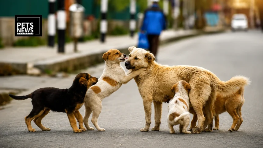 Karnataka's Massive Stray Dog Sterilisation Drive Hits a Pause — And the Reason Is All About Trained Hands