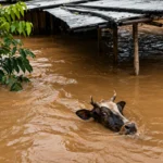 Assam Floods Sweep Away 540 Animals in a Single Day as Livestock Toll Nears 1.4 Lakh