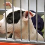 ACCT Philadelphia Is Bursting at the Seams — Now It's Paying People to Foster and Adopt Pets