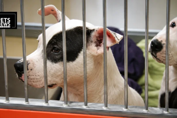 ACCT Philadelphia Is Bursting at the Seams — Now It's Paying People to Foster and Adopt Pets