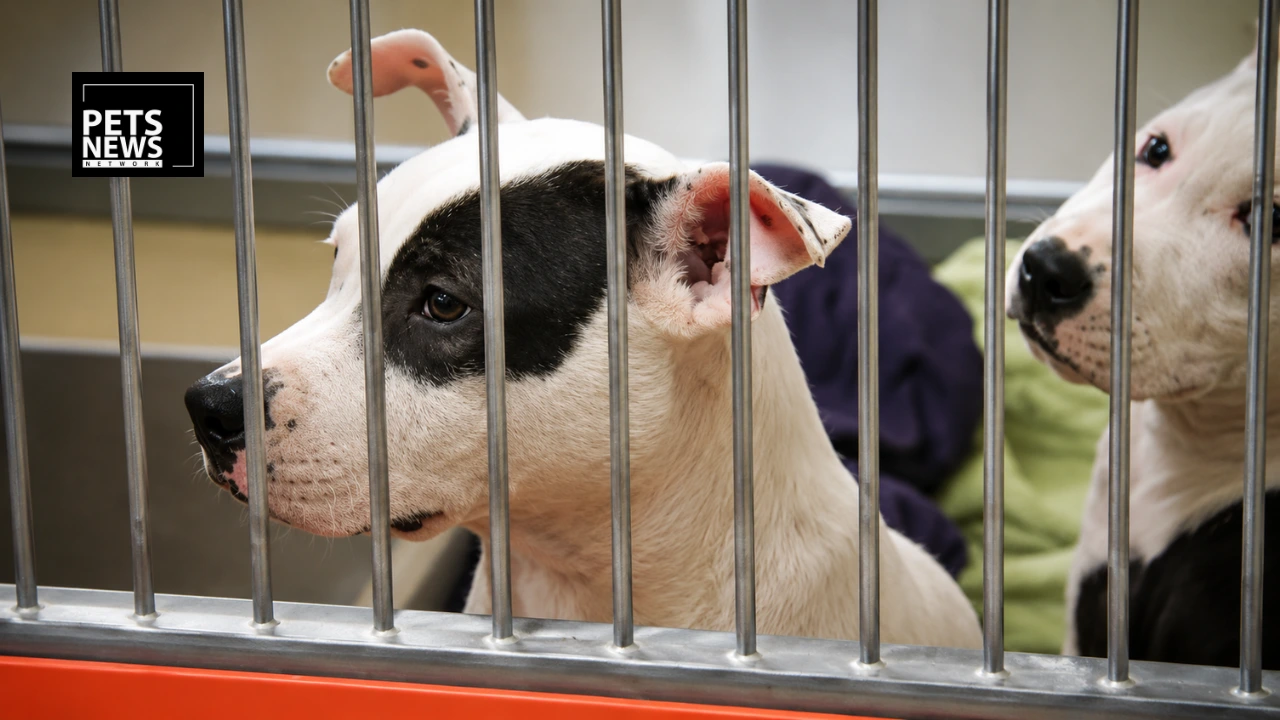 ACCT Philadelphia Is Bursting at the Seams — Now It's Paying People to Foster and Adopt Pets