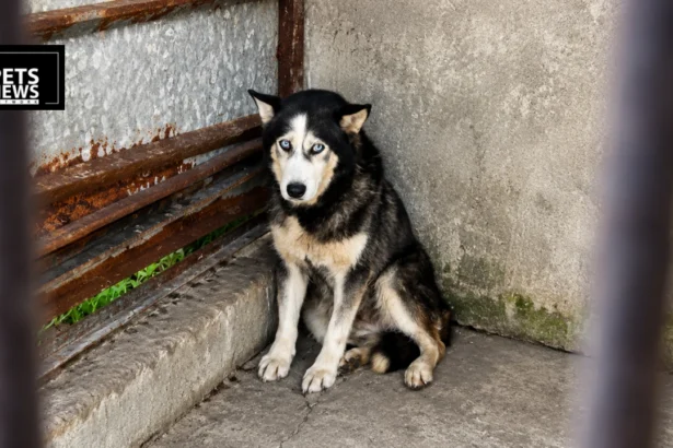 South Korea Moves to Ban Convicted Animal Abusers From Owning Pets Ever Again
