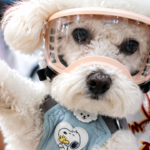 From Human Pills to Pet Cures: How South Korea Is Rewriting the Future of Veterinary Medicine