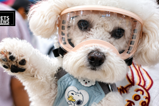 From Human Pills to Pet Cures: How South Korea Is Rewriting the Future of Veterinary Medicine