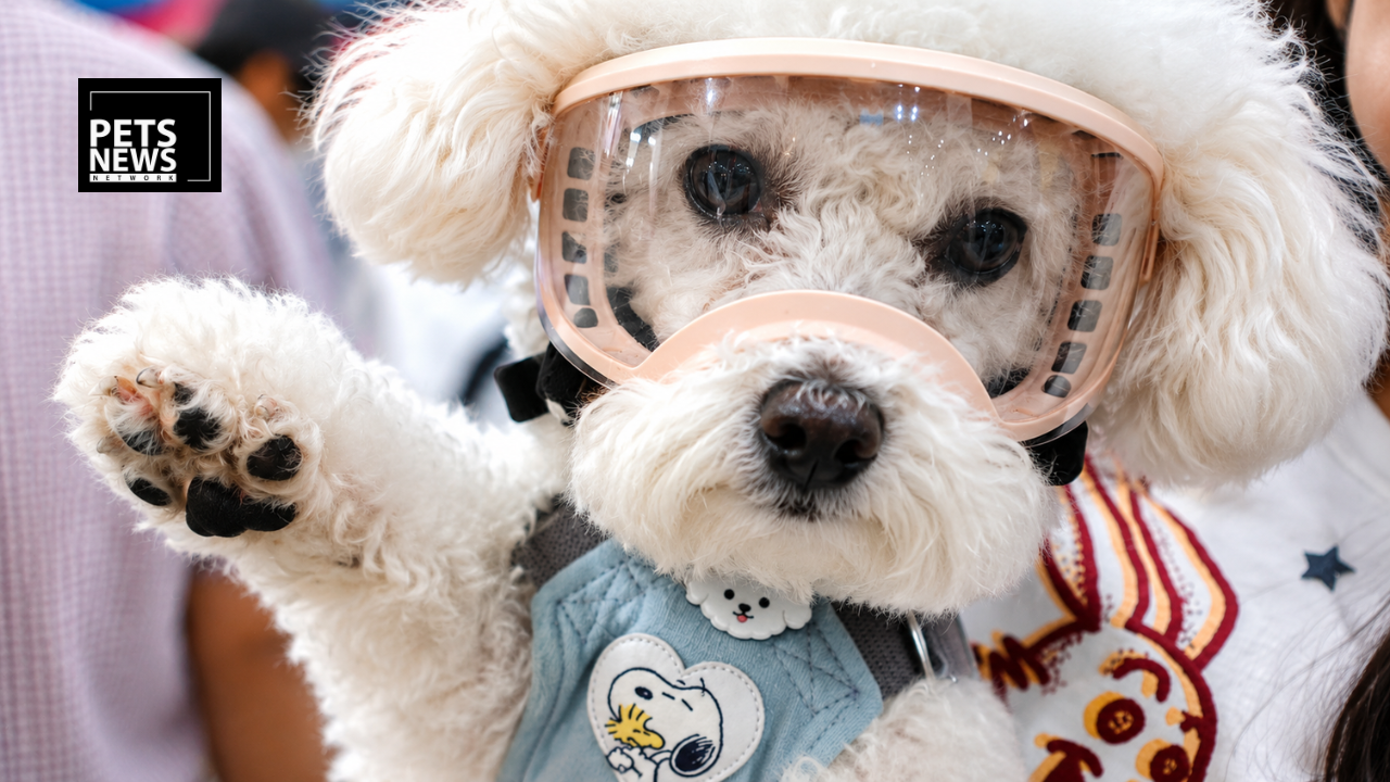 From Human Pills to Pet Cures: How South Korea Is Rewriting the Future of Veterinary Medicine