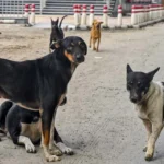 Egypt Bans Killing and Poisoning of Stray Dogs in Landmark National Sterilization Policy