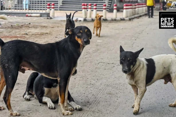 Egypt Bans Killing and Poisoning of Stray Dogs in Landmark National Sterilization Policy