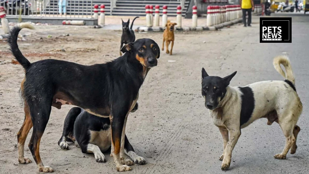 Egypt Bans Killing and Poisoning of Stray Dogs in Landmark National Sterilization Policy