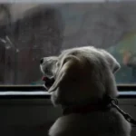 Spain Renfe Pet Policy 2026: Dogs Up to 40 Kg Now Allowed on All Train Services From July 21