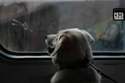 Spain Renfe Pet Policy 2026: Dogs Up to 40 Kg Now Allowed on All Train Services From July 21