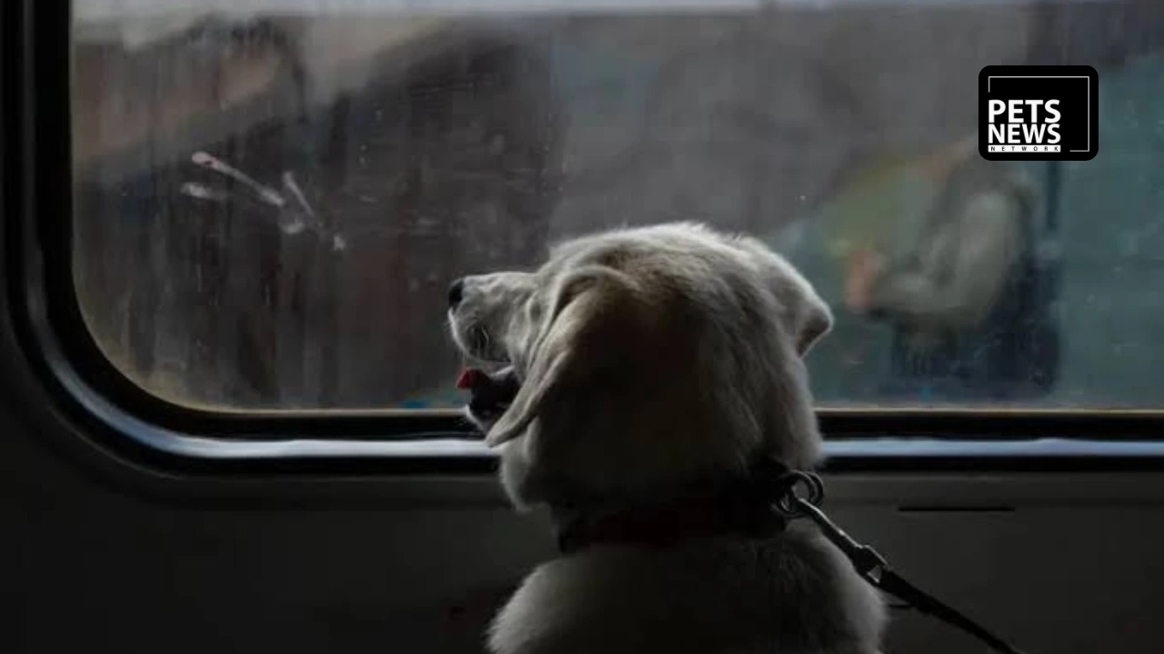 Spain Renfe Pet Policy 2026: Dogs Up to 40 Kg Now Allowed on All Train Services From July 21