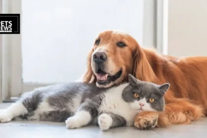 Jaipur Pet Owners, You Have Until September 30 — Register Your Dog or Cat Now or Face ₹5,000 Fine and Confiscation