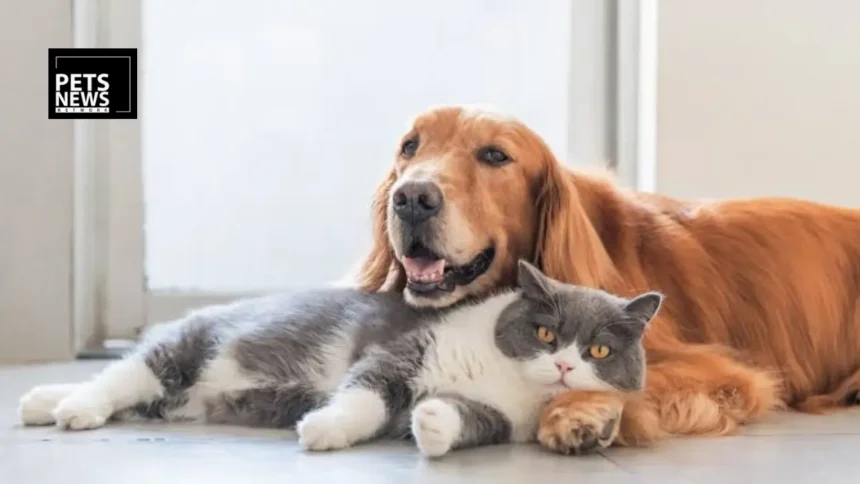 Jaipur Pet Owners, You Have Until September 30 — Register Your Dog or Cat Now or Face ₹5,000 Fine and Confiscation
