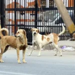 Street_dog banner