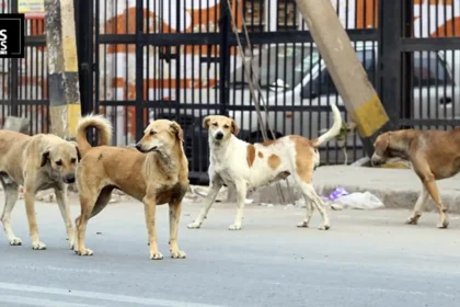 Street_dog banner