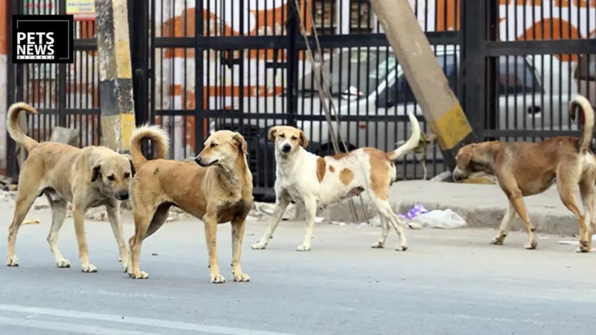 Street_dog banner
