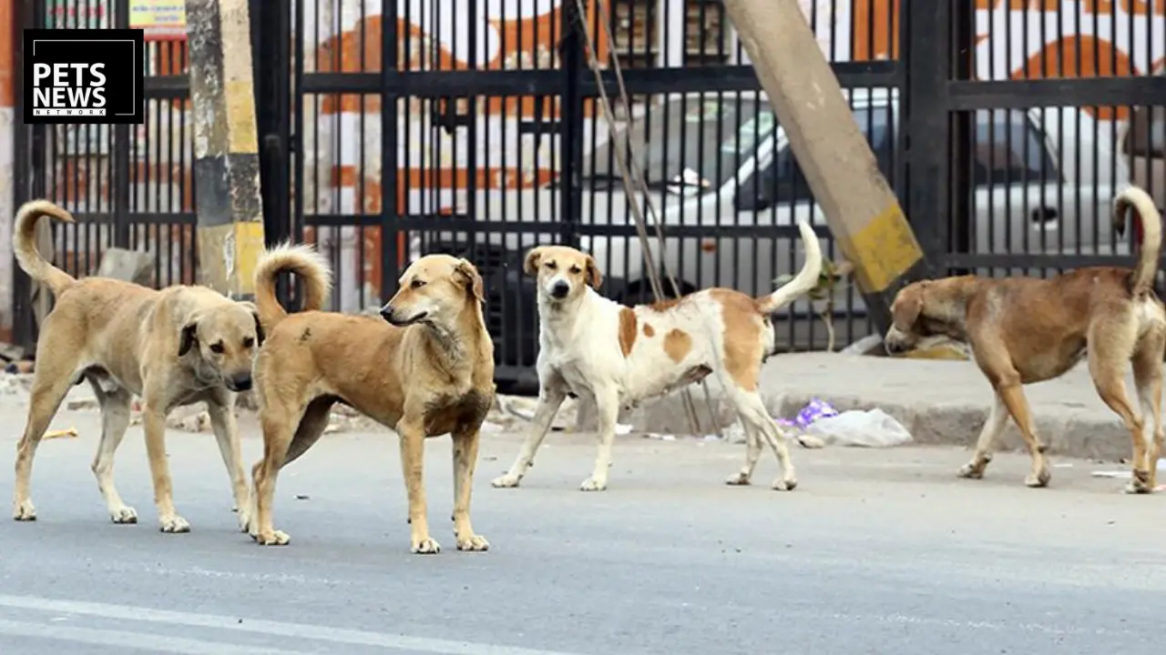 Street_dog banner