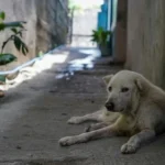 celebrate-holi-safely-protect-animals-from-harmful-colours-and-noise-090121449-16x9