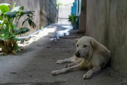 celebrate-holi-safely-protect-animals-from-harmful-colours-and-noise-090121449-16x9