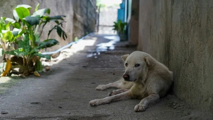 celebrate-holi-safely-protect-animals-from-harmful-colours-and-noise-090121449-16x9